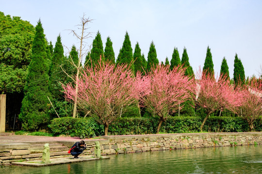 古代庭院 一排红梅花 白云庄