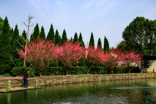 古代庭院 一排红梅花 白云庄