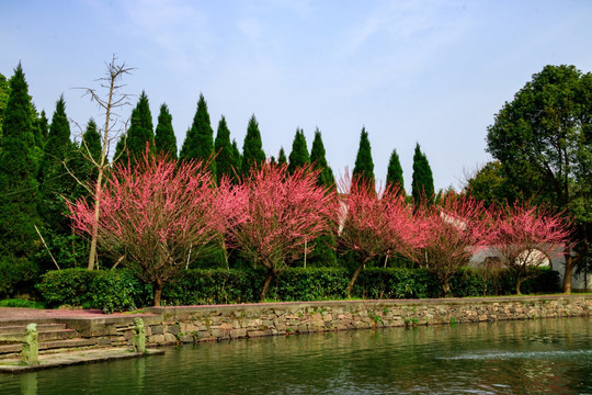 古代庭院 一排红梅花 白云庄