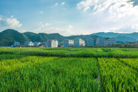 注溪制种基地