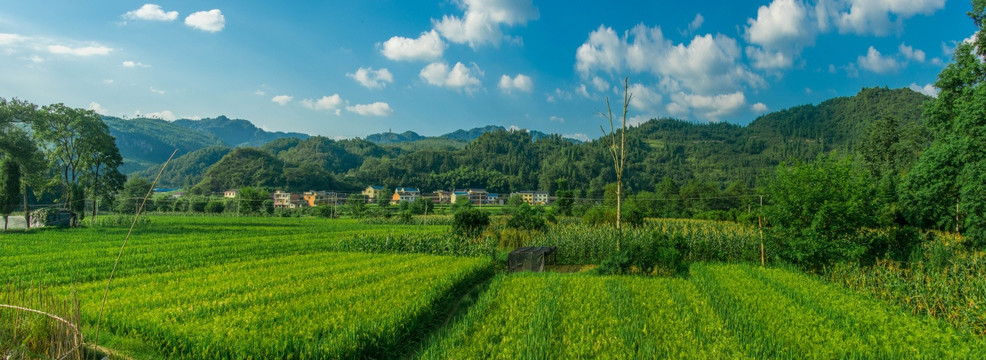 稻田基地