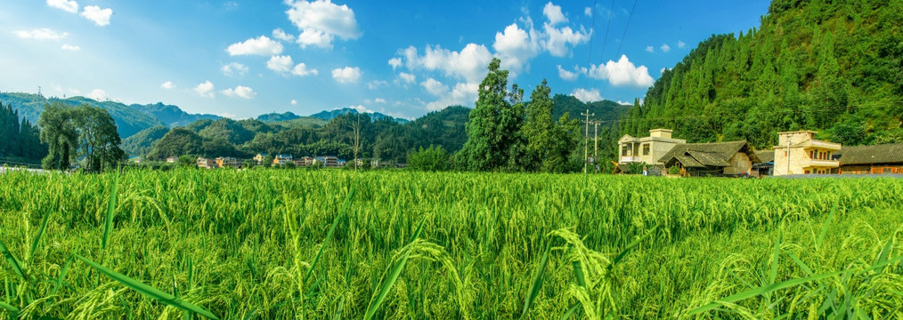 思旸水稻基地