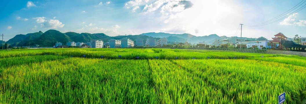 注溪杂交水稻制种基地