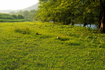 龙江河草地