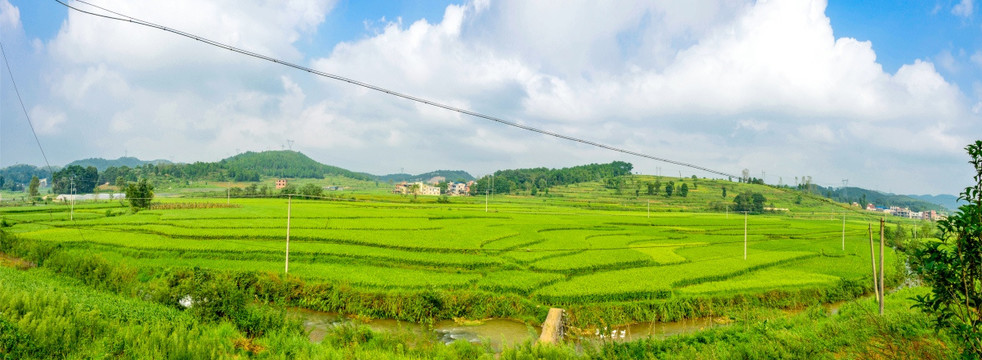 农村稻田素材