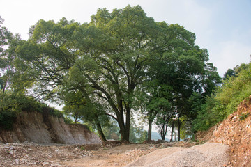 阳光古树素材