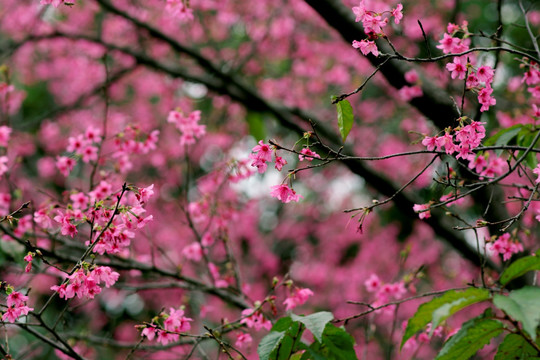 樱花