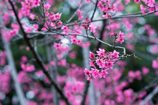 樱花