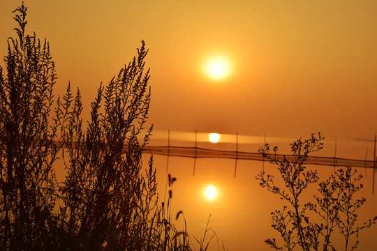 野草与夕阳