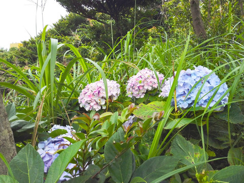 蓝紫繁花