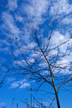 蓝天中的树枝