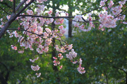 早樱樱花