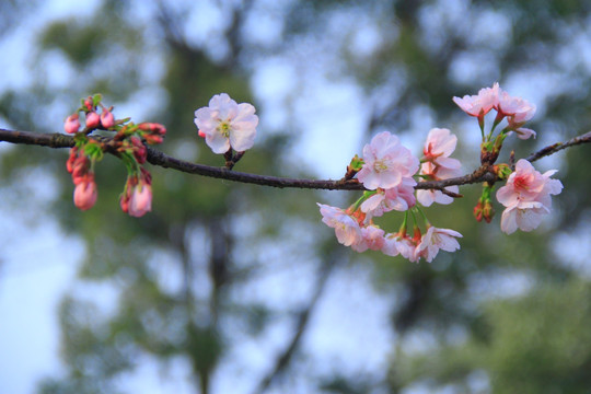 早樱樱花