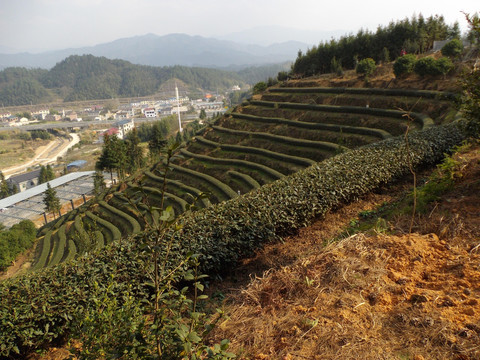 茶园风景