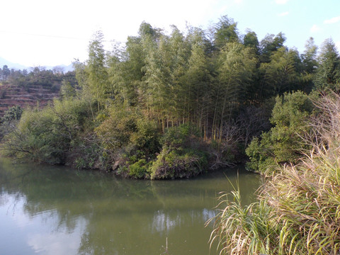 池塘竹林