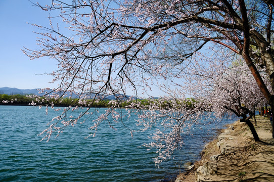 花开西堤春满园