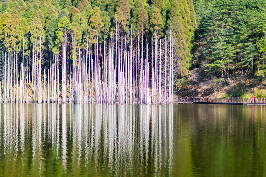 明月山 山顶 月亮湖 水杉