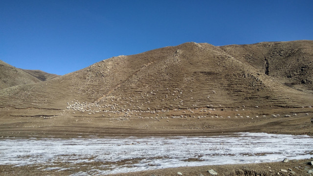 阴山下边的羊群，冬天的山景