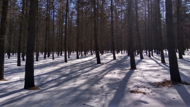 落叶松林，松林雪景