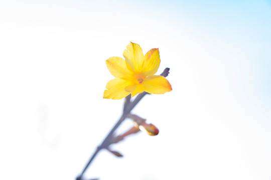 迎春花