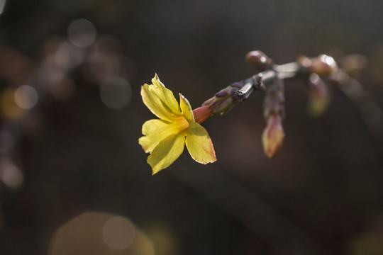 迎春花