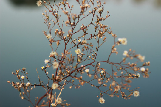 小野花