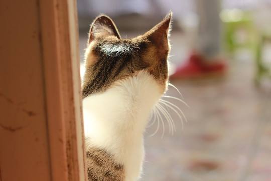 小猫