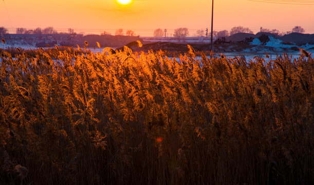 夕阳下的芦苇荡