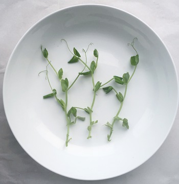 豌豆芽