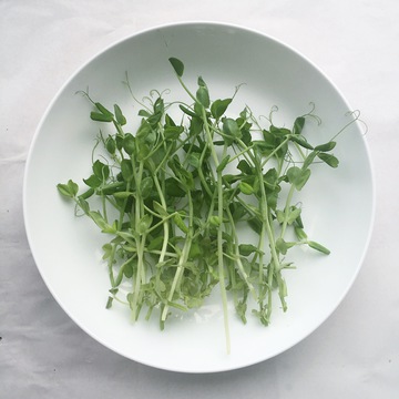 豌豆芽