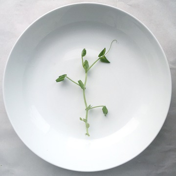 豌豆芽