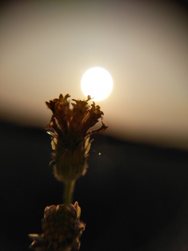 夕阳下的野草