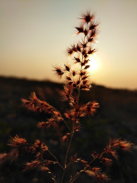 夕阳下的野草