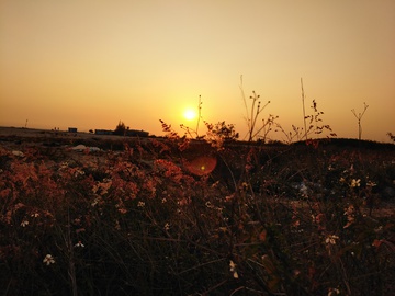 夕阳下的野草