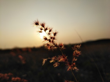 夕阳下的野草