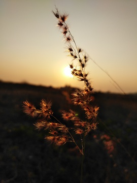 夕阳下的野草