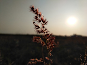 夕阳下的野草