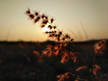 夕阳下的野草