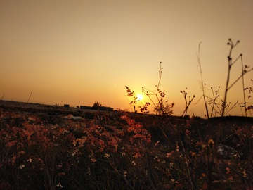 夕阳下的野草