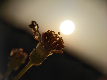 夕阳下的野花