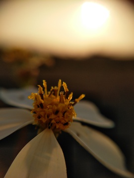 夕阳下的野花