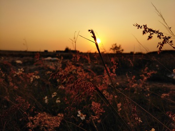 夕阳下的野草