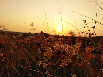 夕阳下的野草