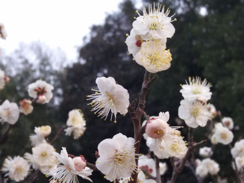 梅花特写