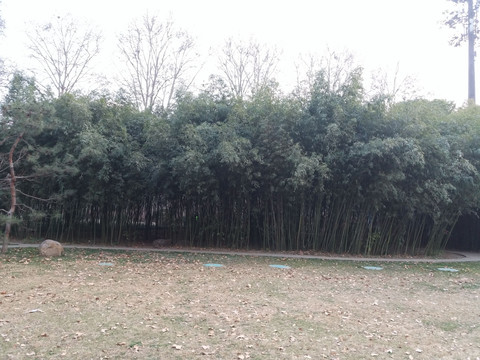 竹林