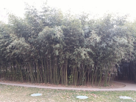 竹子