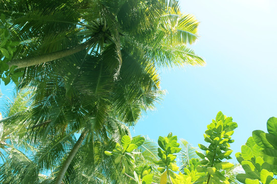 马尔代夫海岛绿树蓝天