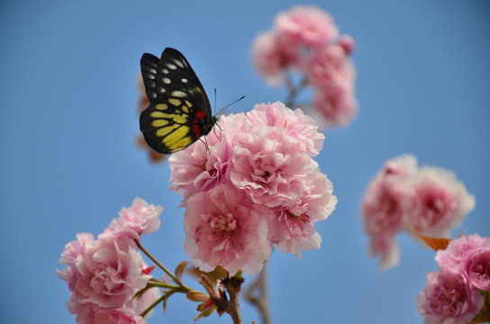 樱花蝴蝶