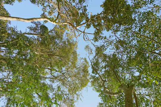 原始森林仰拍 植物风光素材摄影