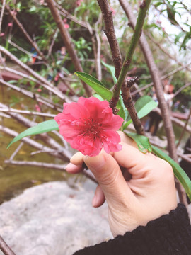 高清樱花摄影